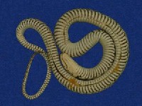 草花蛇藏品圖，第7張